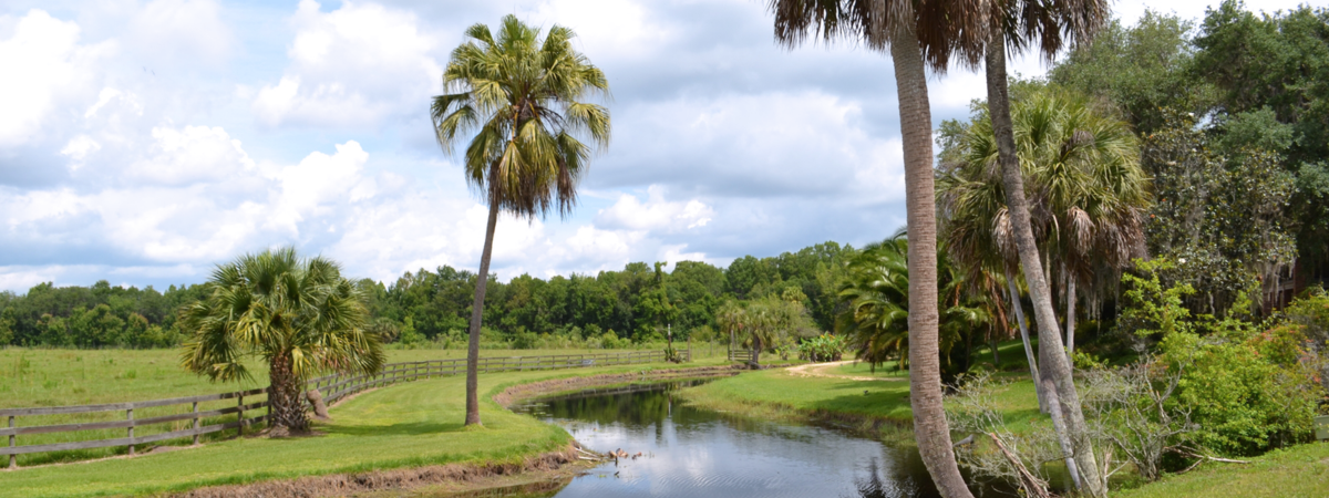 palm trees and a fence line down a river running through pastureland