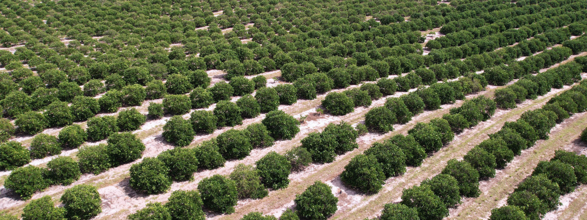 rows of citrus groves in florida