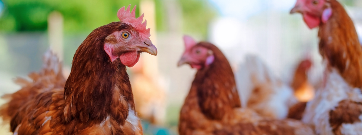 chickens on a poultry farm in arkansas